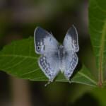 30/08/18 (La Réunion)