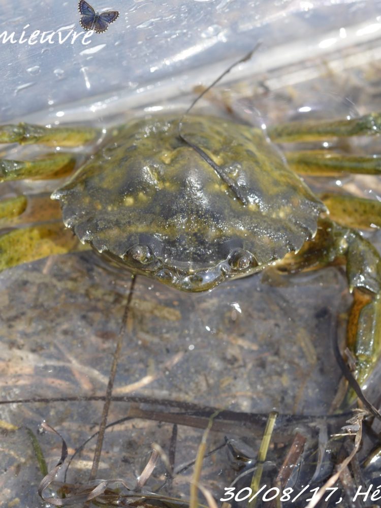 Carcinus aestuarii (2)