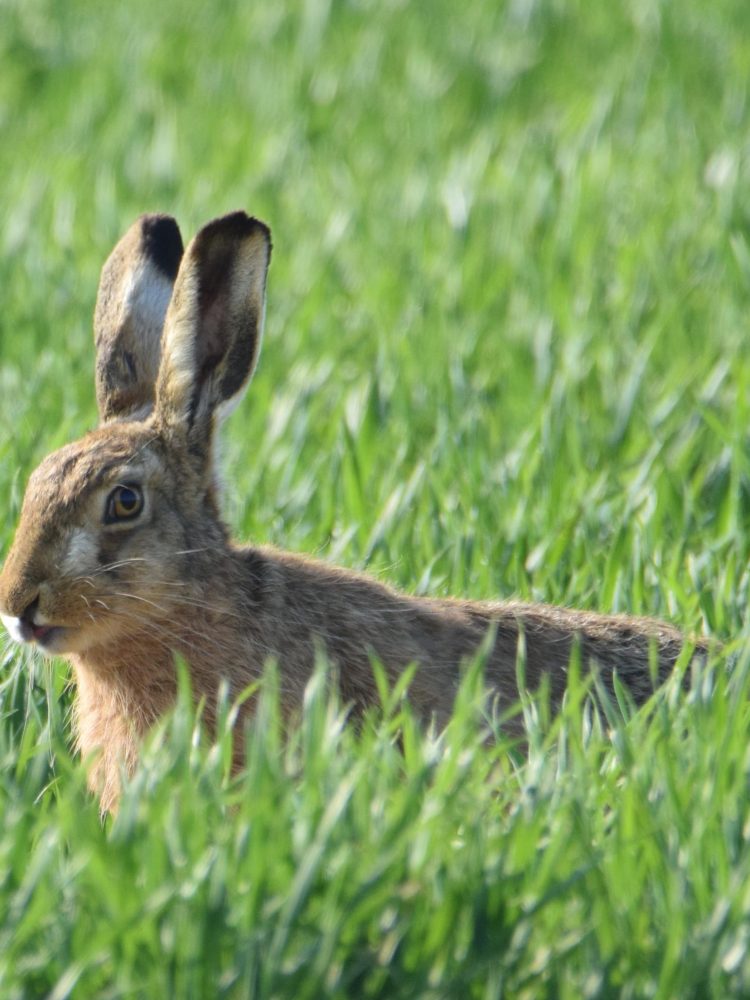 Lepus timidus