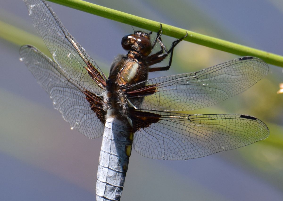 Libellula depressa
