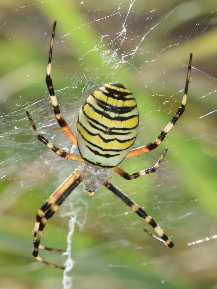 Argiope bruennichi