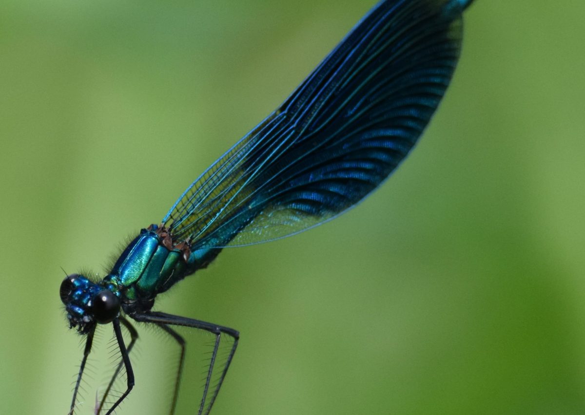 Calopteryx splendens