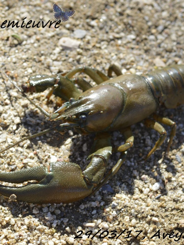 Pacifastacus leniusculus (2)