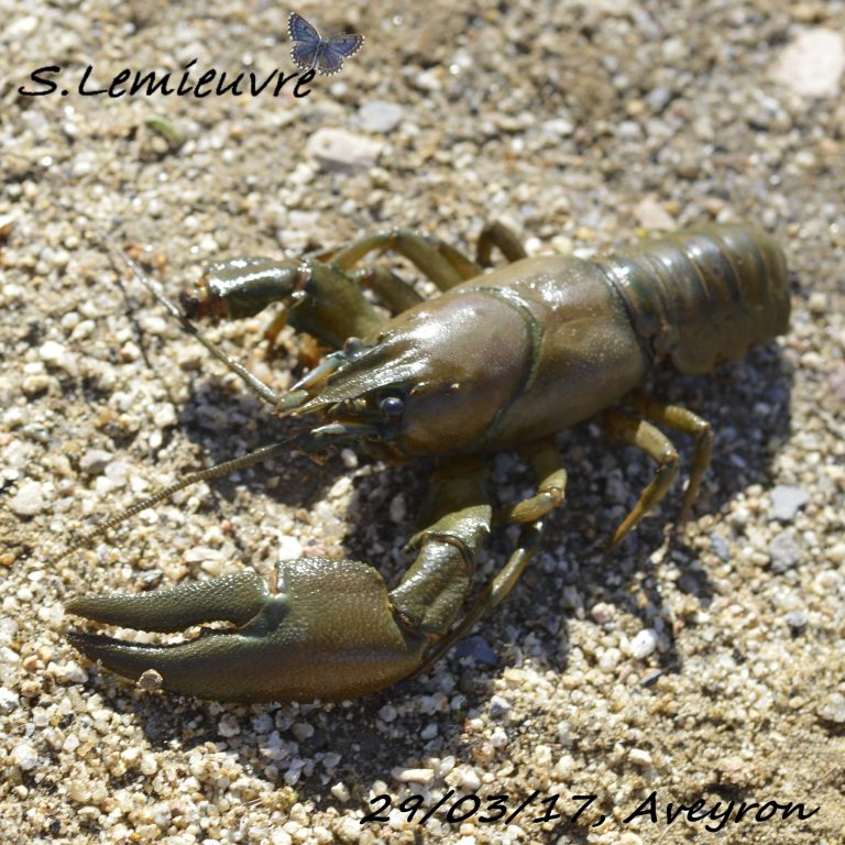 Pacifastacus leniusculus (2)