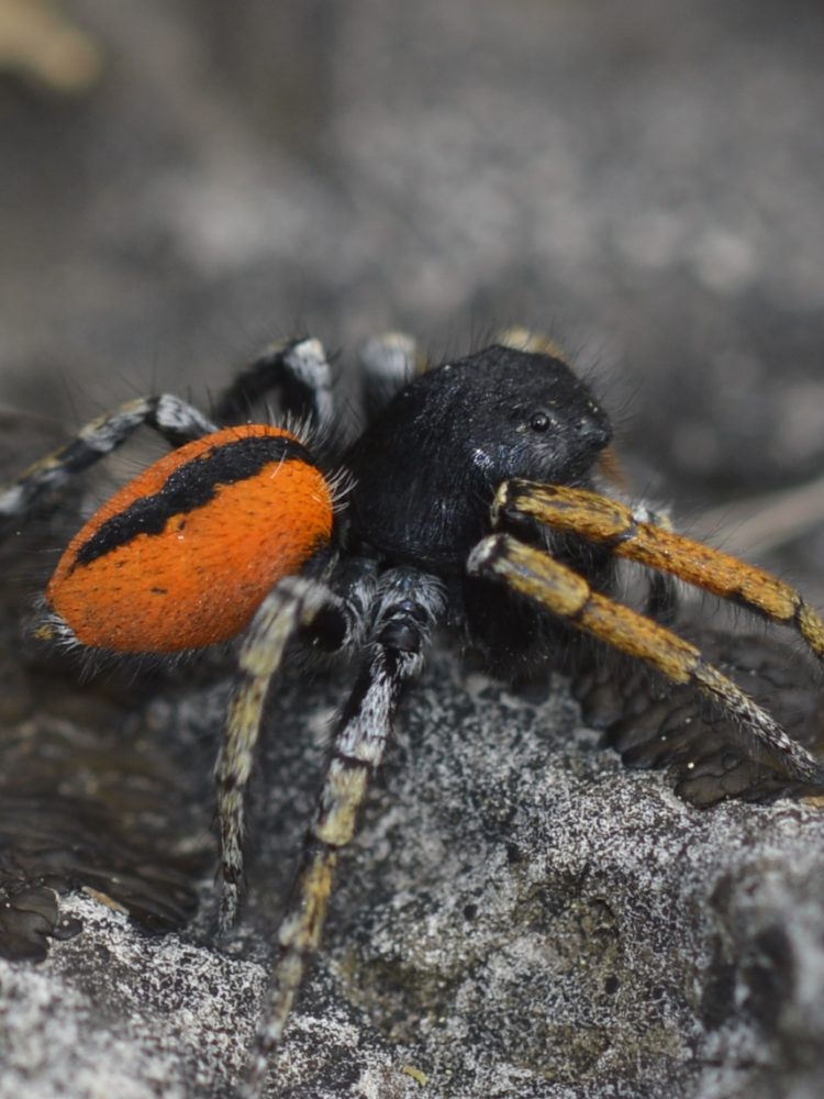 Philaeus chrysops (2)